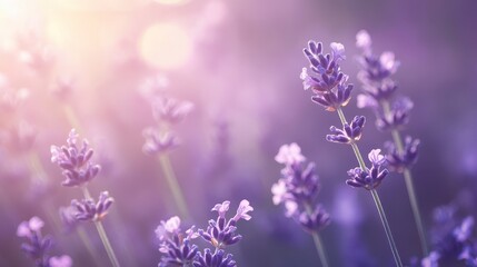 Obraz premium A soft-focus image of lavender flowers in a serene, pastel-colored environment.