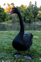 Retiro Park, Madrid, Spain. Crystal Palace, lake with swans, glass structure, architecture. Lake and temple on the horizon, fountains and decorated with colorful plants and flowers, family leisure.