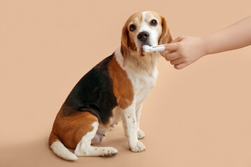 Female veterinarian brushing teeth of cute dog on beige background