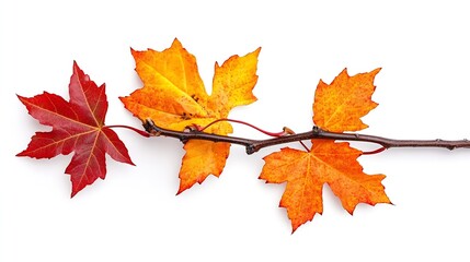 Fototapeta premium autumn background with yellow red brown maple leaves Branch with colorful autumn foliage autumntime fall season isolated on white background cut out : Generative AI