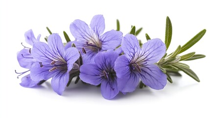 Obraz premium Rosemary flower isolated on white background Salvia rosmarinus : Generative AI