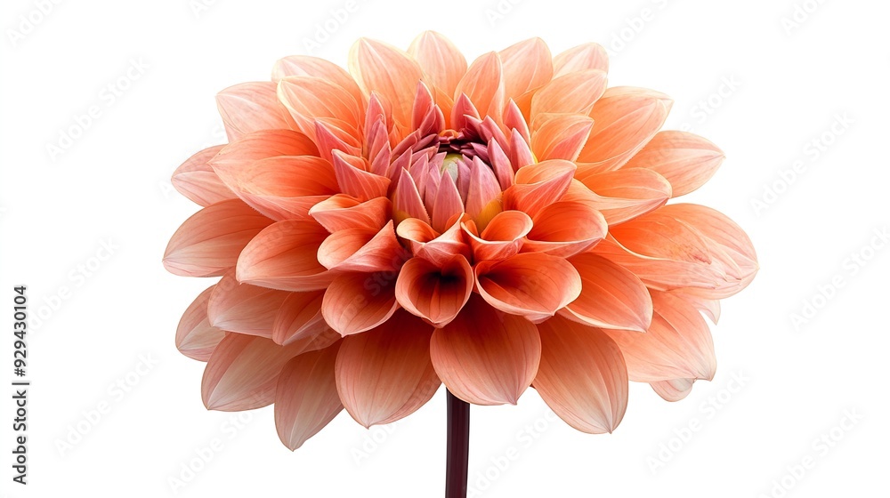 Poster Dahlia flower  on a  white isolated background with clipping path Closeup  Nature : Generative AI