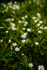 White flowers on a green meadow