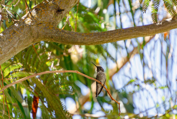 Hummingbird perched on a thin branch 