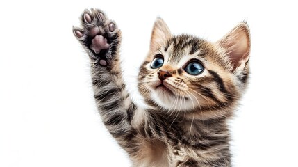Fototapeta premium Portrait little tabby cat high five with curious face expression Isolated on white background : Generative AI