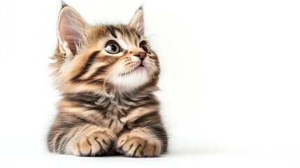 Obraz premium Gorgeous young Kurilian Bobtail cat kitten sitting up side ways Looking towards camera One paw playfully lifted isolated on a white background : Generative AI