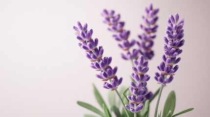 Naklejka premium Bouquet of beautiful lavender flowers isolated on white : Generative AI