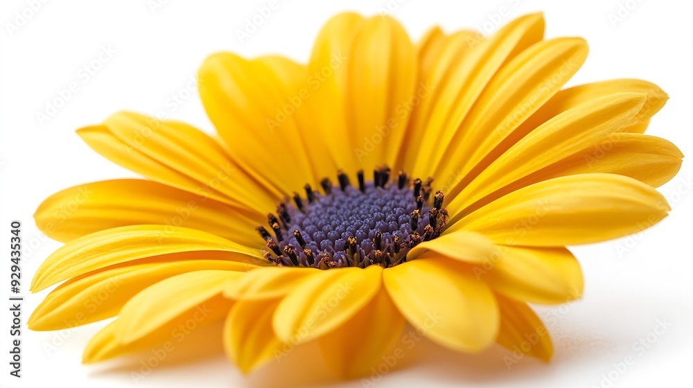 Poster yellow flower daisy isolated on a white background : generative ai