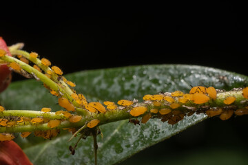 caterpillar on a branch