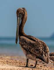 closeup de Pelícano pardo