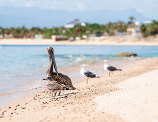 Pelícano pardo y gaviotas en orilla de la playa