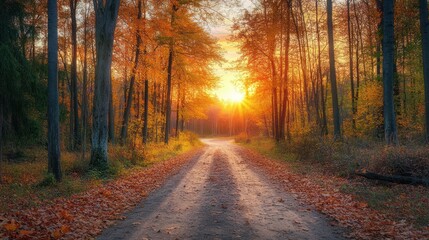 Fototapeta premium Golden Forest Pathway at Sunset