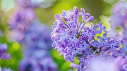 Close-up shot of a bunch of vibrant purple flowers