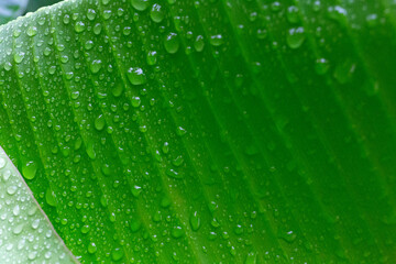 Close-up of fresh green leaf with raindrops, capturing the essence of a tropical rainforest