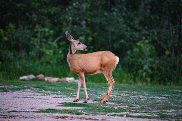 female doe deer looking behind herself into the forest