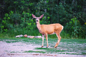 Female doe deer looking towards camera
