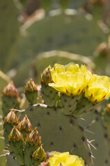 Prickly Pear cactus with buds and yellow flowers, close-up