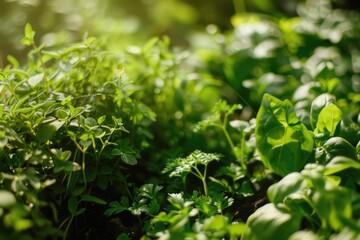 Obraz premium A close-up view of a bunch of green plants, ideal for use in nature or botanical themes