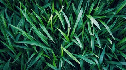 Fototapeta premium Green Grass Blades Texture