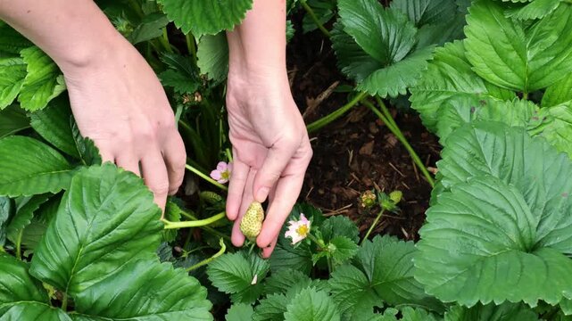 Strawberry blossom and green berries in hand on strawberry bed. Organic berries. 4k footage