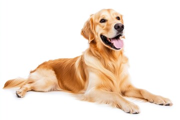 Golden Retriever dog - Canis lupus familiaris - great popular family domestic animal good with children isolated on white background tongue out while , ai