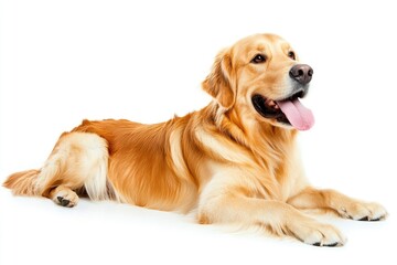 Golden Retriever dog - Canis lupus familiaris - great popular family domestic animal good with children isolated on white background tongue out while , ai