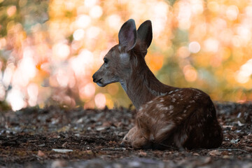 closeup of white tailed deer with spots laying down in leaves