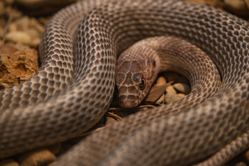 Fototapeta premium Coachwhip Snake, small brown snake coiled up, close-up
