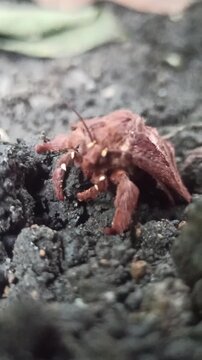 the moth like a monster