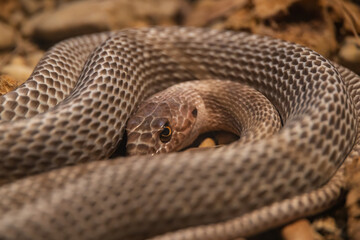 Coachwhip Snake, small brown snake coiled up, close-up