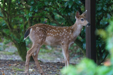 spotted fawn gazing into forest 