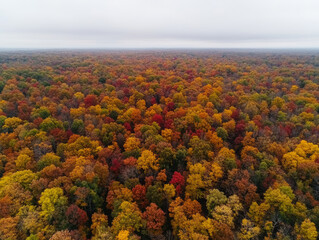 A forest with many trees in it