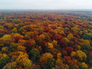 A forest with many trees in various shades of red and yellow
