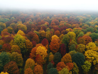 A forest with many trees in various shades of red, yellow, and green