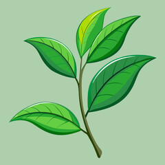Green tea branch with two leaves stock illustration