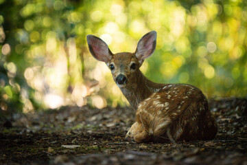 spotted baby deer fawn laying in the leaves looking at camera in a forest in the PNW