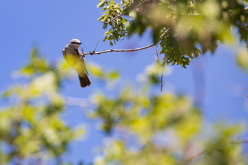 Western Kingbird in a tree
