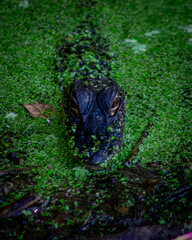 Alligator in the water