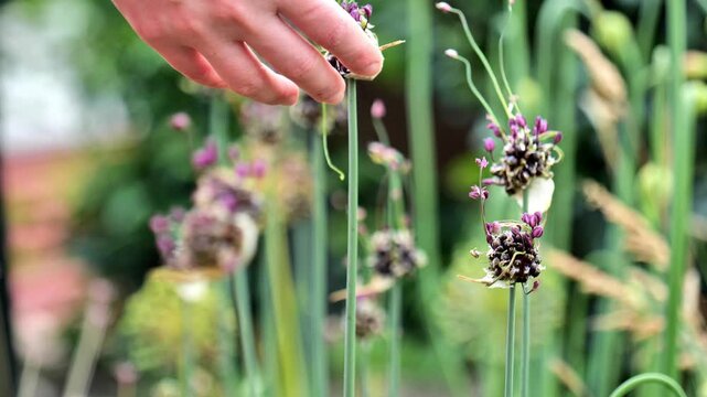 Onion hairy flower.Womens hands hold a blooming onion. Allarium from decorative flowers in purple tones.Purple and burgundy roundhead flowering onions. bulbous flowers in lilac shades.