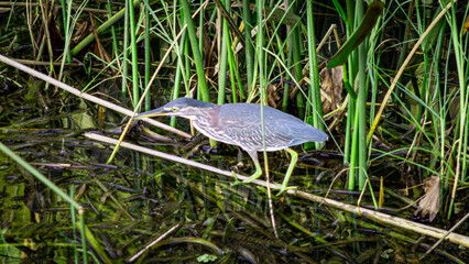heron in the grass