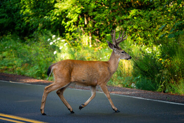 black tailed buck with velvet antlers in forest trotting across road