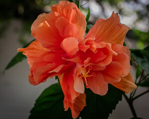 red hibiscus flower © William