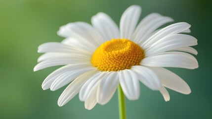 Obraz premium A close-up of a daisy flower, with the focus on its yellow center and white petals against a blurred green background