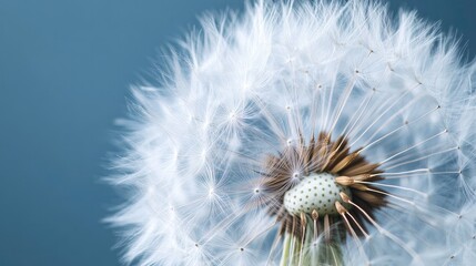 Fototapeta premium A close-up of a dandelion in seed, with the fluffy white seeds ready to be carried away by the wind