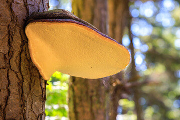 Red-Belted Conk Releasing Spores