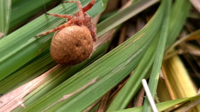 the spider in the bush