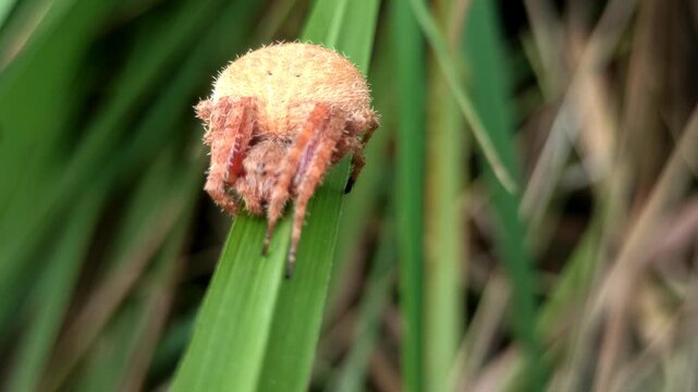 the spider in the bush