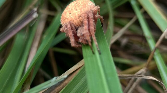 the spider in the bush
