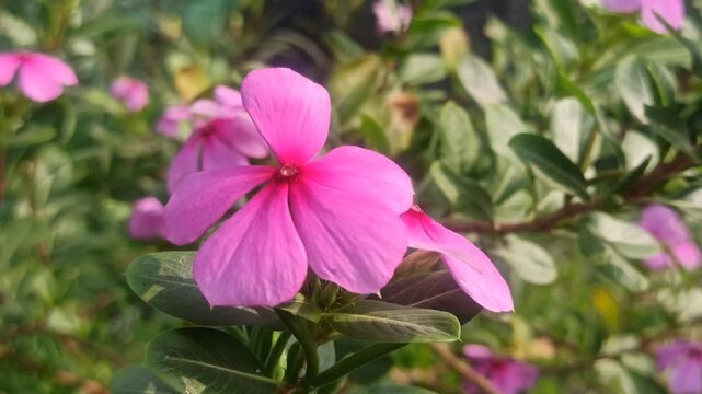 Catharanthus roseus