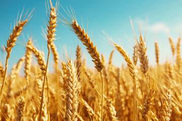 Fototapeta premium A field of golden wheat with a clear blue sky in the background
